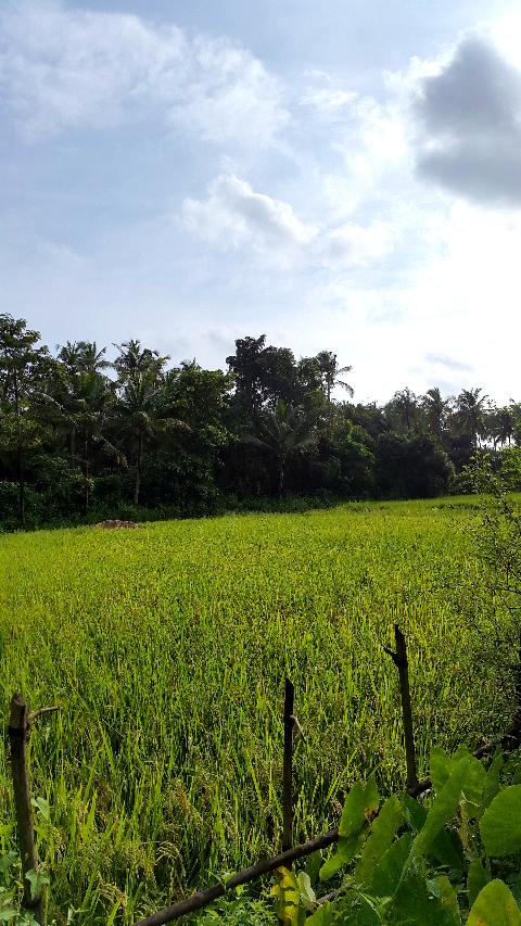 Agricultural Plantations in Goa - Download Goa Photos